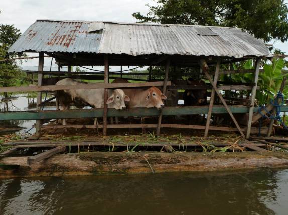 Um pequeno curral flutuante, que funciona durante a cheia do rio, em comunidade localizada na Reserva de Mamirauá, perto de Tefé, no Amazonas